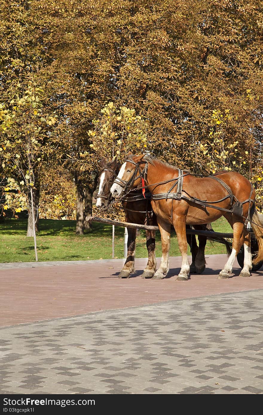 Two horses in autumn park