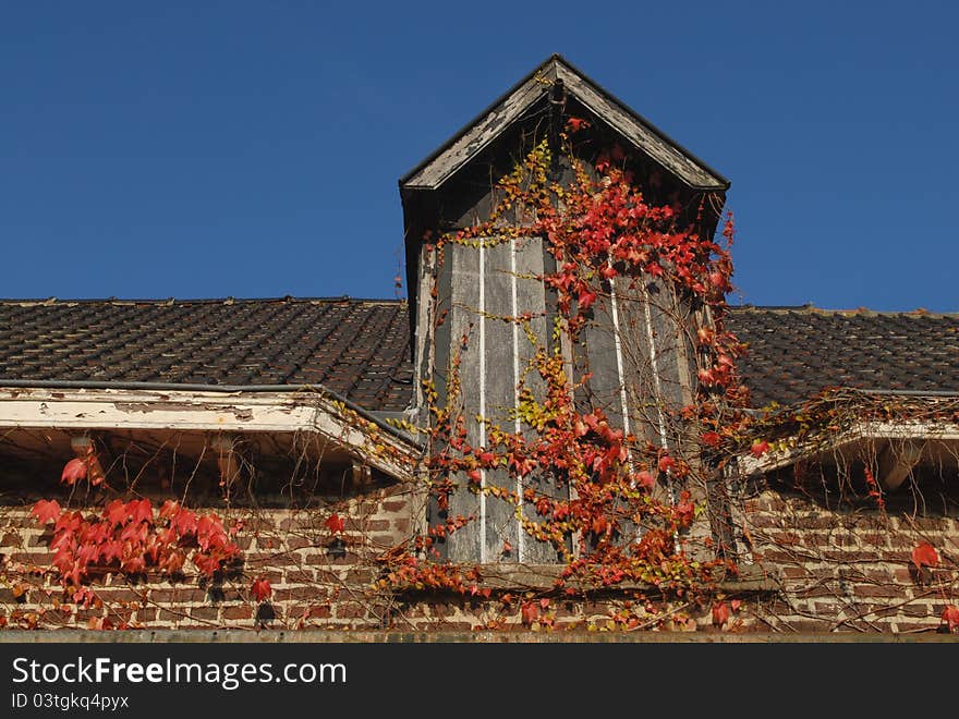 Roof With Autumn Maple Leaves