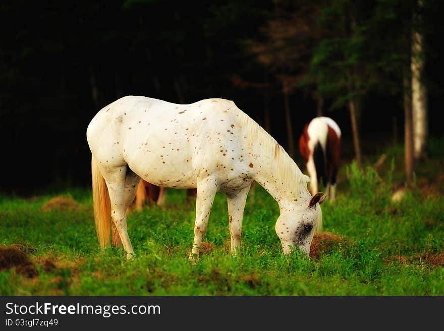 White And Brown Speckled Horse