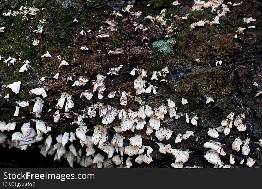 White unidentified fungus growing on the underside of a dead log. White unidentified fungus growing on the underside of a dead log.