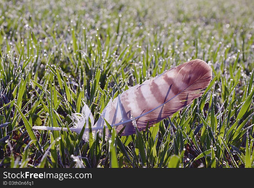 Feather Lying In Dewy Morning Meadow.