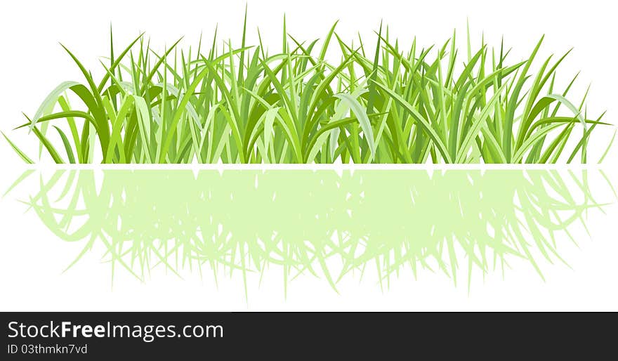 Realistic green grass  on white with shadow. Realistic green grass  on white with shadow