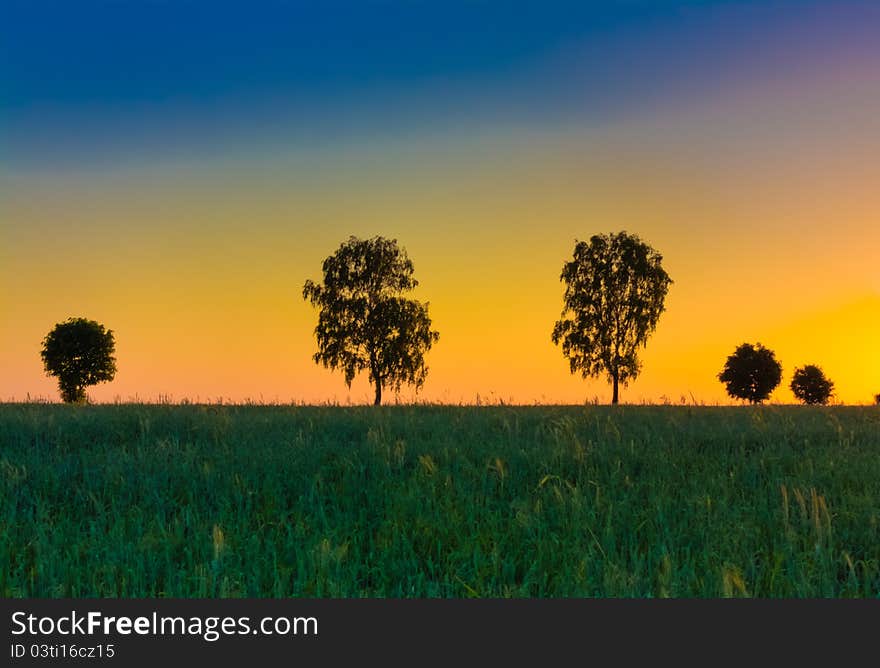 Sunset over trees in the wheat field