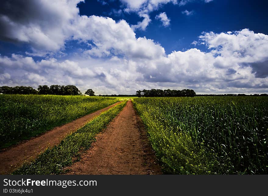 Road though the meadow, under the blue skies