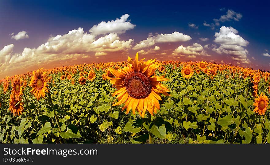 Golden sunset over the sunflowes field