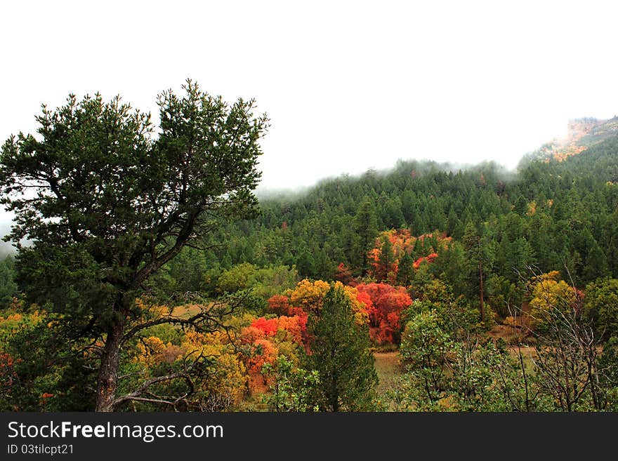 Landscape of foggy mountain scene with autumn leaves in red, yellow and orange taken in 4th of July Canyon, New Mexico. Landscape of foggy mountain scene with autumn leaves in red, yellow and orange taken in 4th of July Canyon, New Mexico.