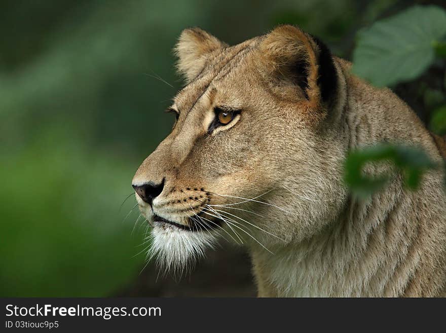 Lion female portrait - Panthera leo