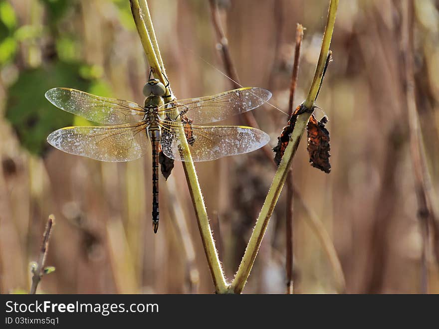 Emperor dragonfly female settles on a stalk