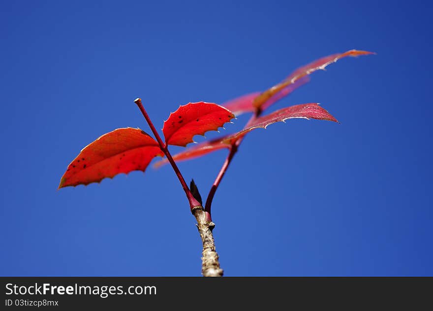 Colorful leaves of a rosewood in autumn, by a clear and sunny day. Colorful leaves of a rosewood in autumn, by a clear and sunny day.