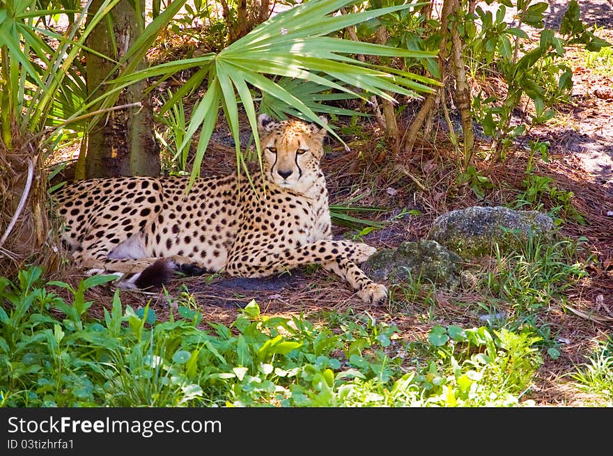 A cheetah resting from the hot sun.