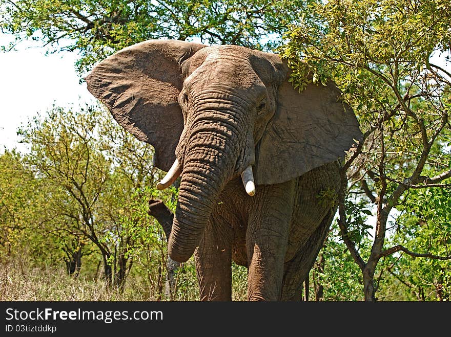 Close call with an elephant in Kruger National Park South Africa. Close call with an elephant in Kruger National Park South Africa