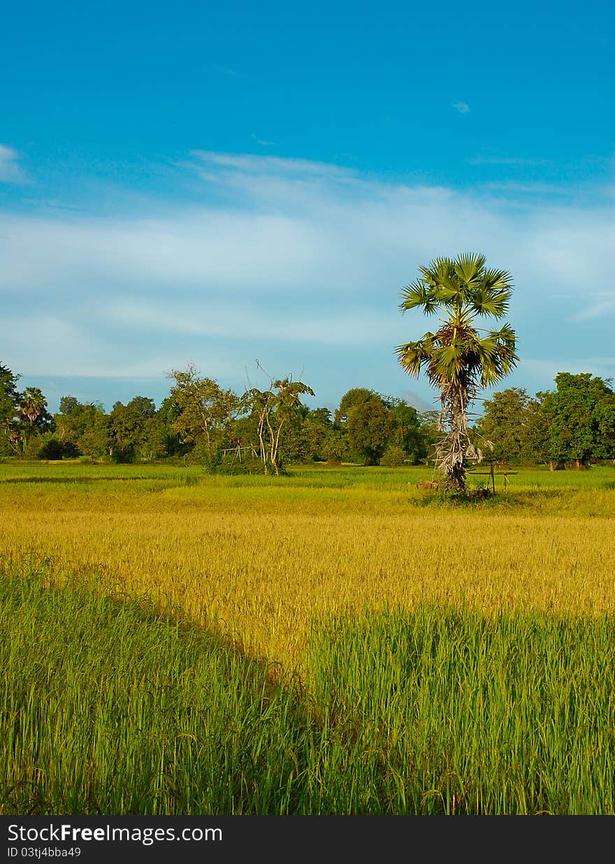 Rice field, Laos