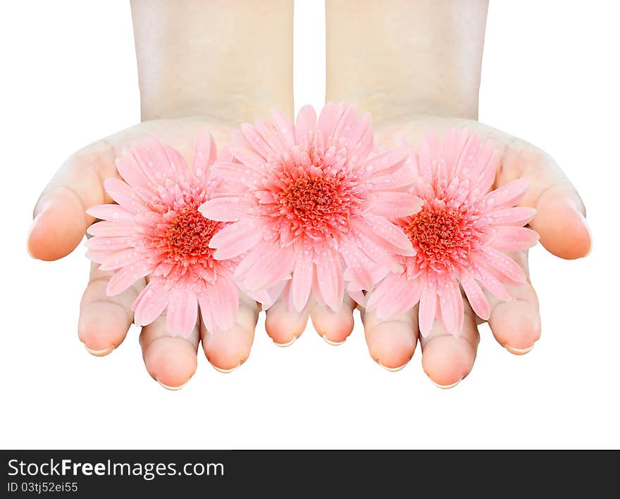 Two women hands holding gerberas on white background