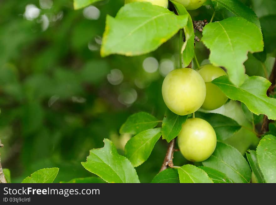 Cherry Plums on Branch