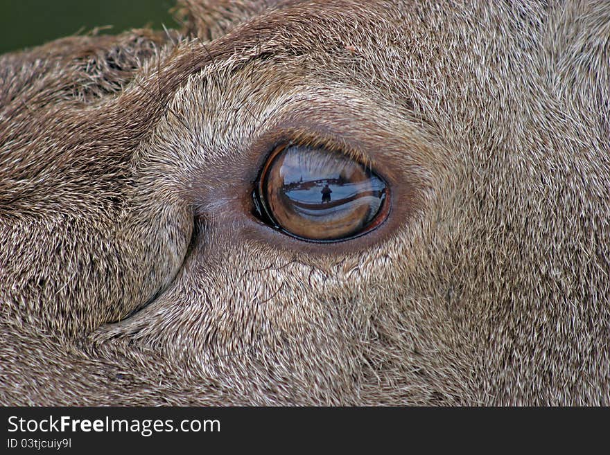 The eye of the fawn macro with reflection of the photographer