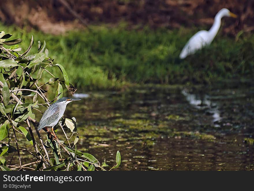 A black-crowned night Heron and a great egret looking for food. Photo taken in west africa. A black-crowned night Heron and a great egret looking for food. Photo taken in west africa.