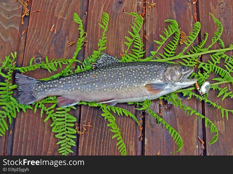 Brown trout on the table with green leaves. Salmo Trutto Fario.