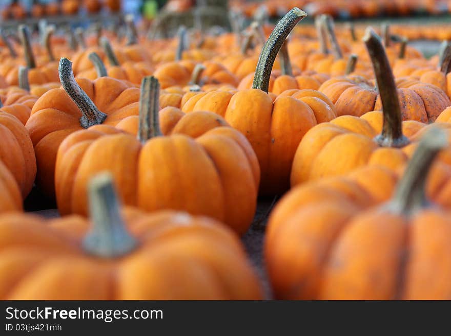 A group of small orange pumpkins in a patch. A group of small orange pumpkins in a patch.