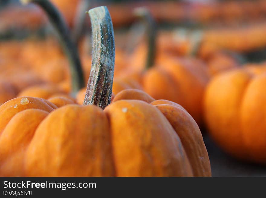 The stem of a pumpkin