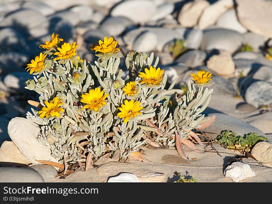 Small yellow daisy bush