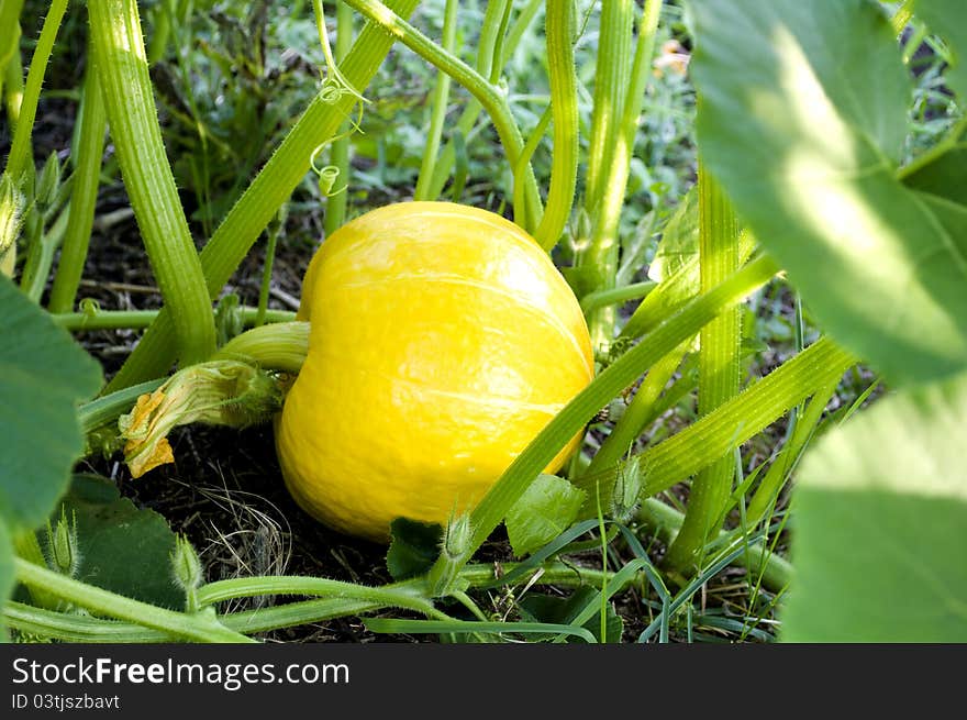 Pumpkin growing in the garden. Pumpkin growing in the garden