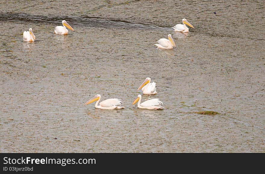 Group Of Pelicans