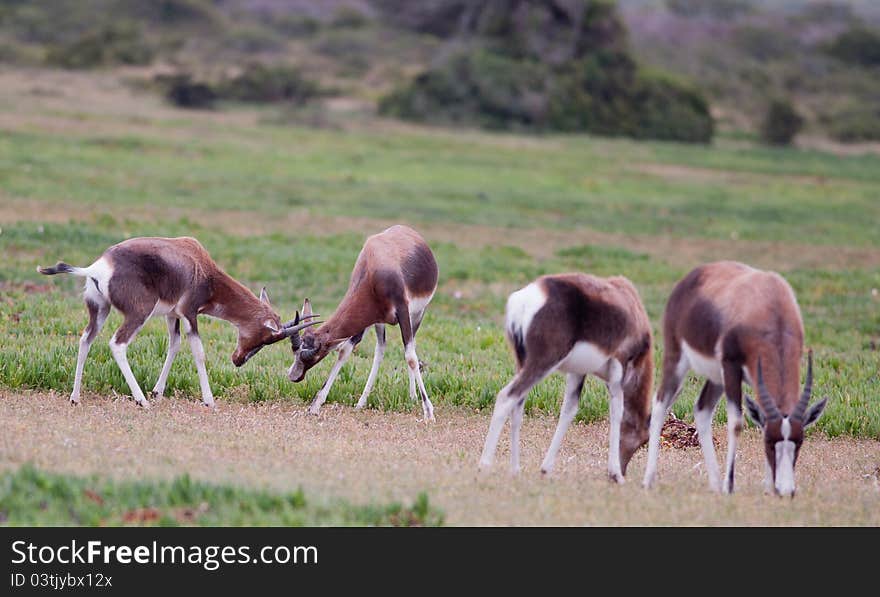 Two young male Bontebok antelope fighting behind two grazers. Two young male Bontebok antelope fighting behind two grazers