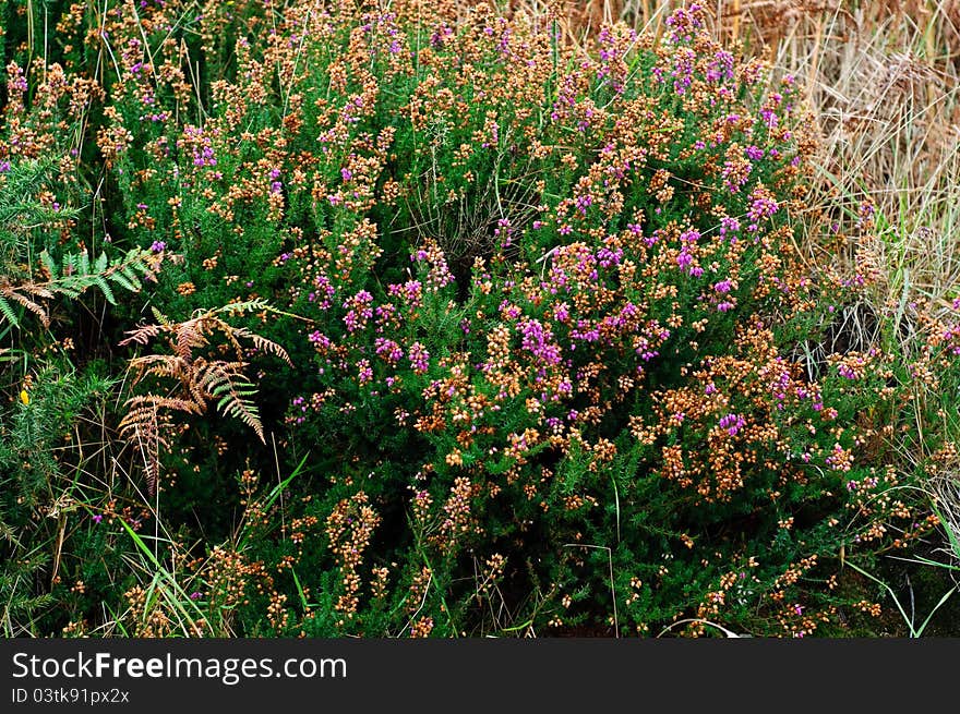 Erica carnea