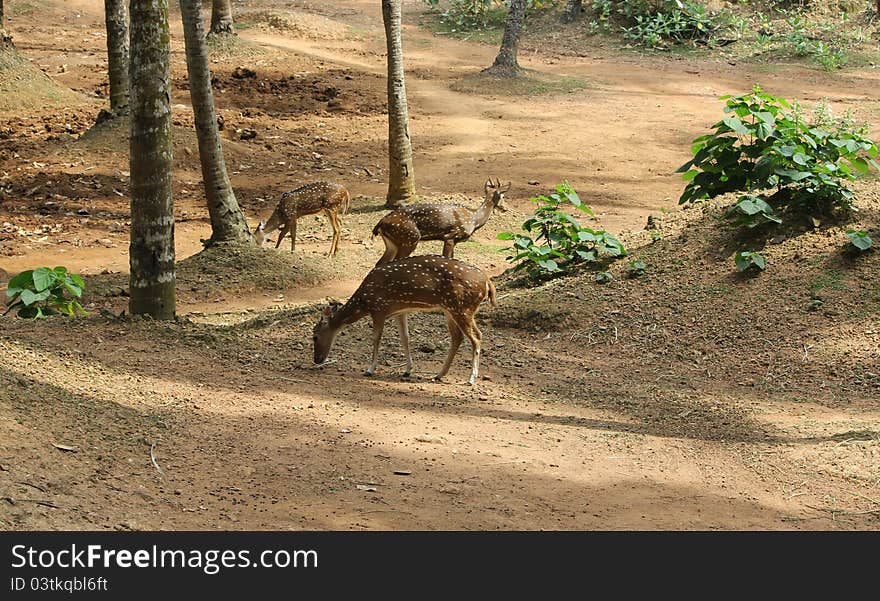 Spotted deers in deer park, kerala