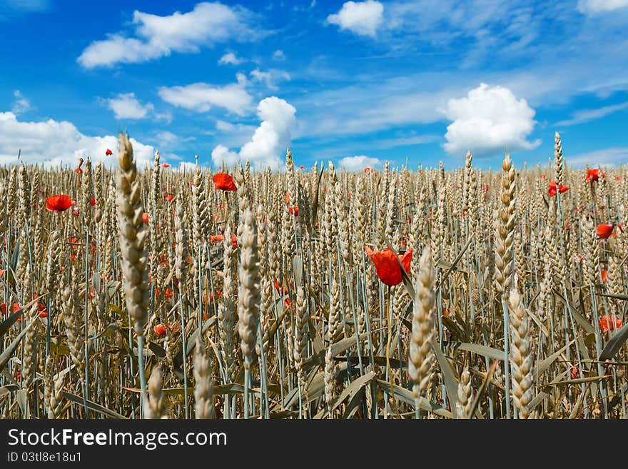 Golden wheat with red poppy in the blue sky background