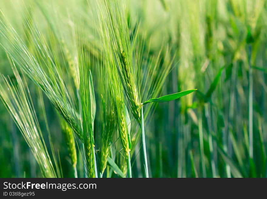 Detail of organic green spring grains