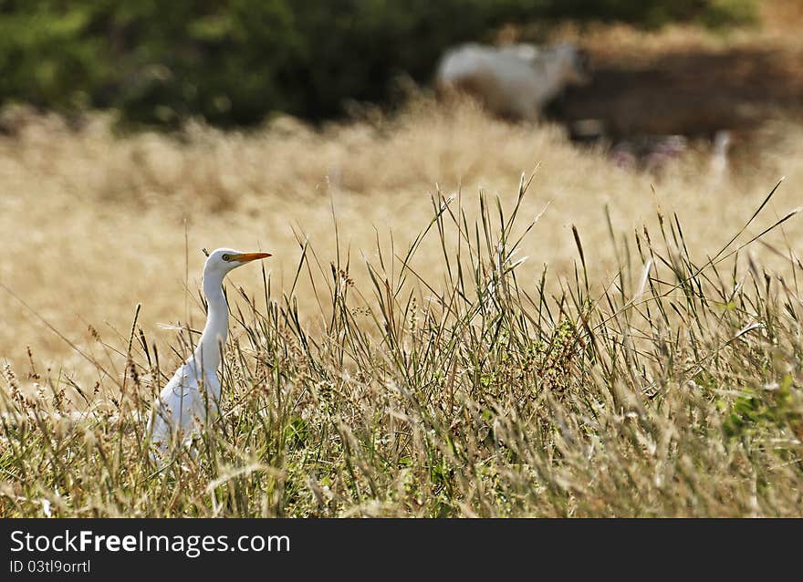 Cattle egret in a field