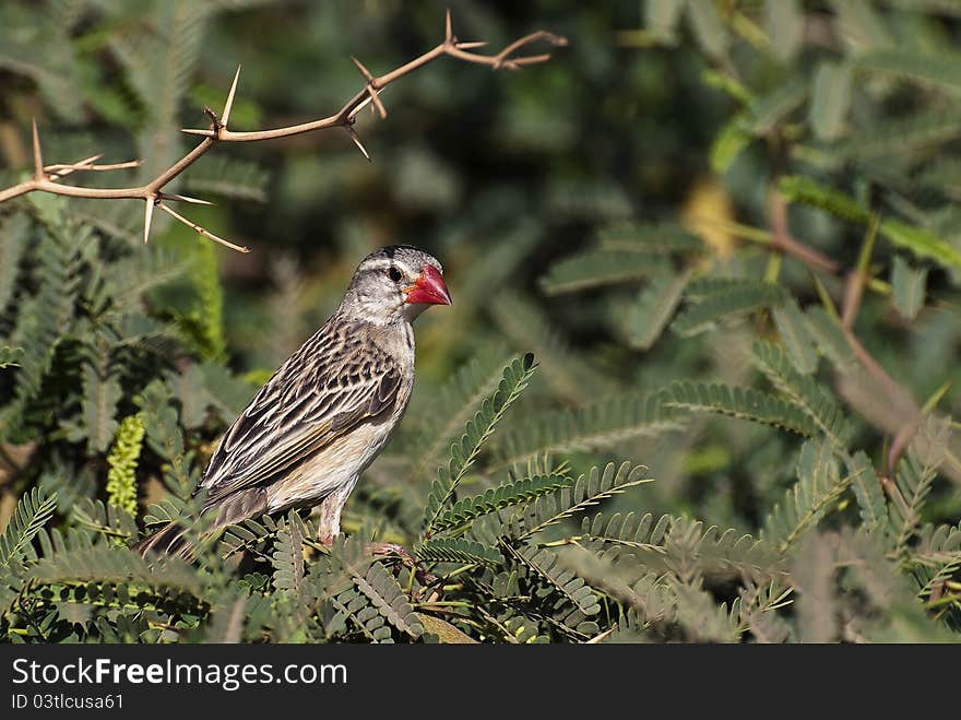 Red-billed quelea