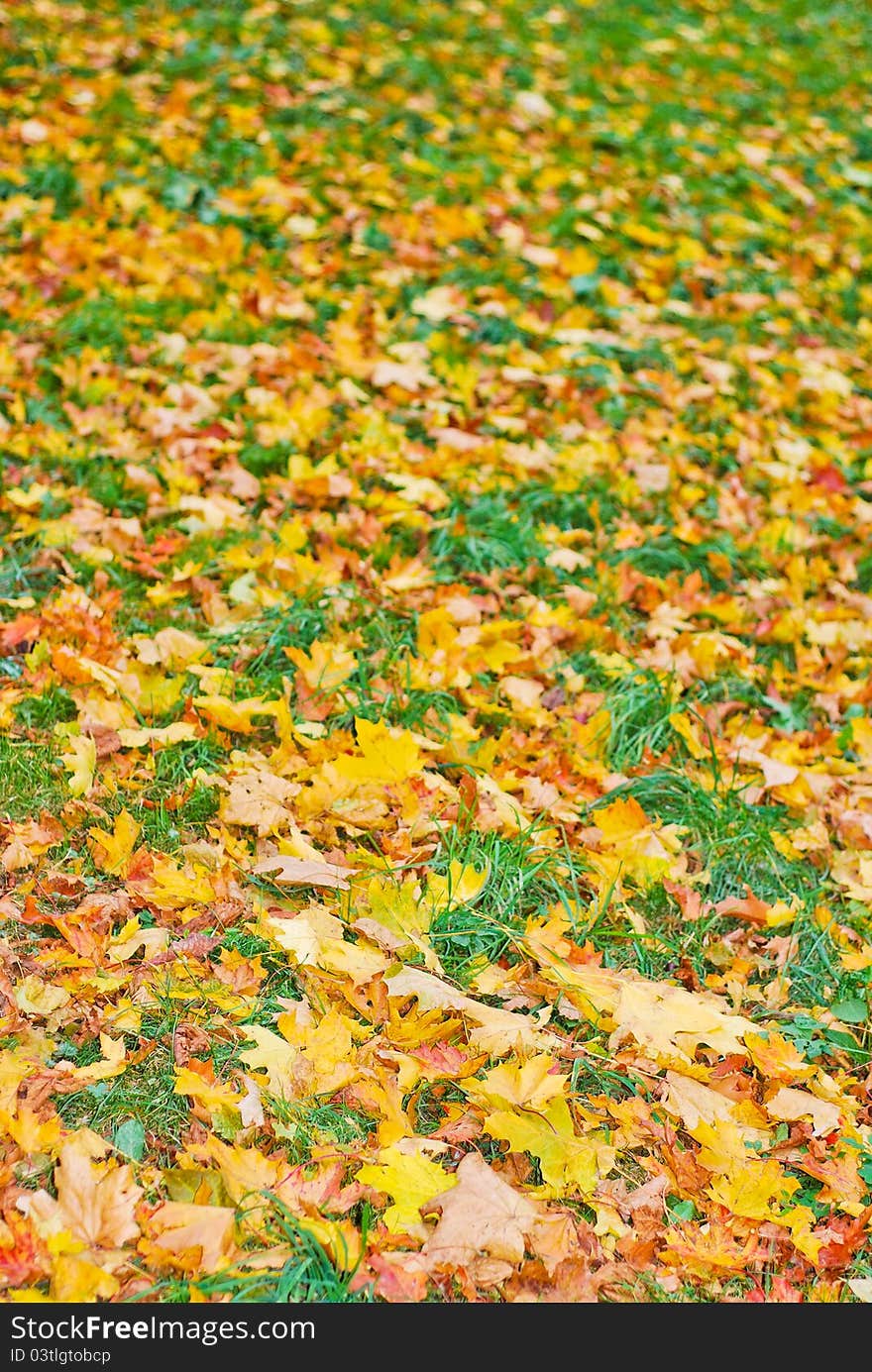 Beautiful foliage in autumn park background. Beautiful foliage in autumn park background