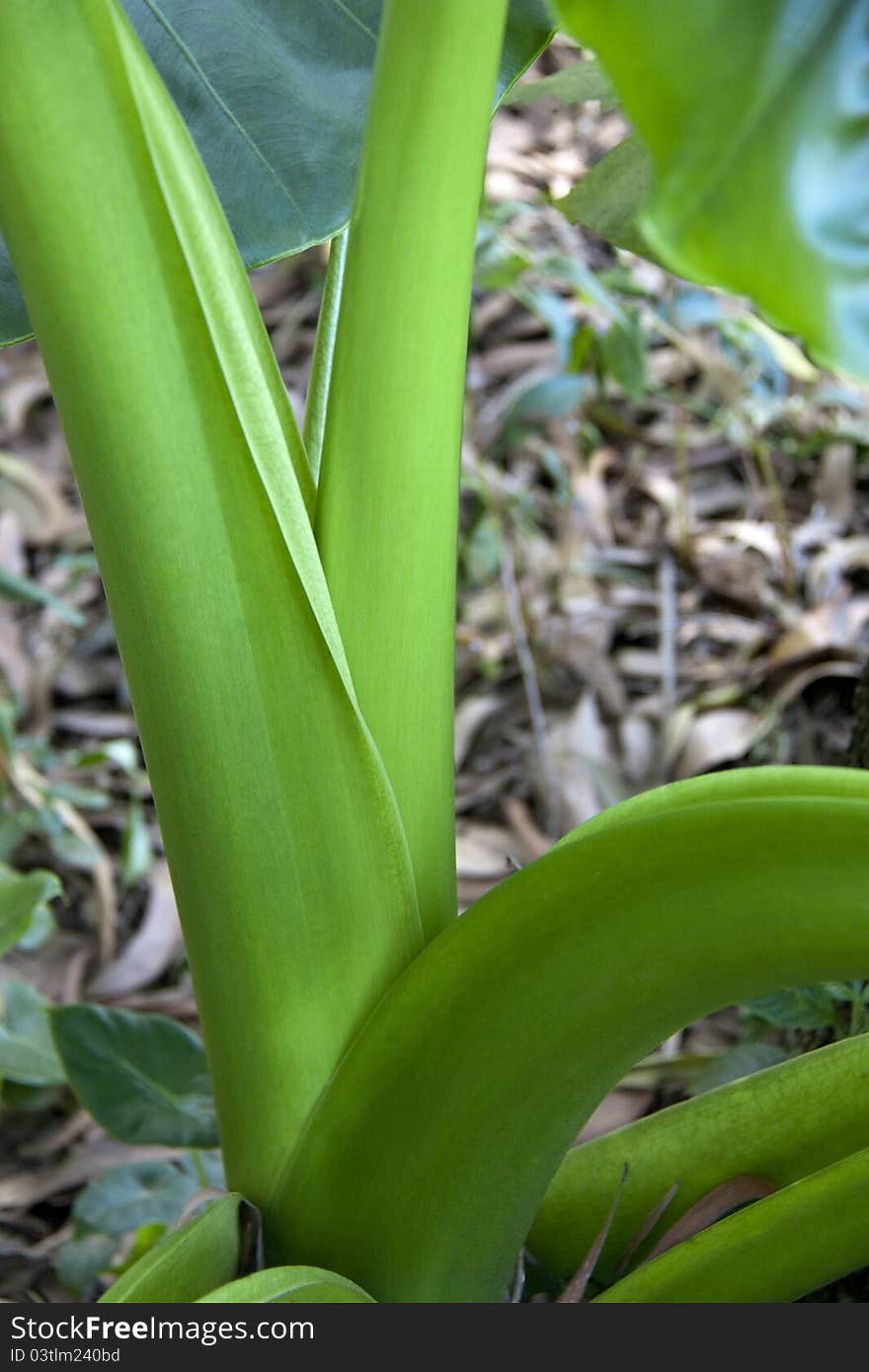 Banana leaf