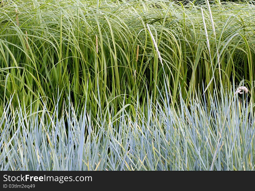 Two colors long grass meadow