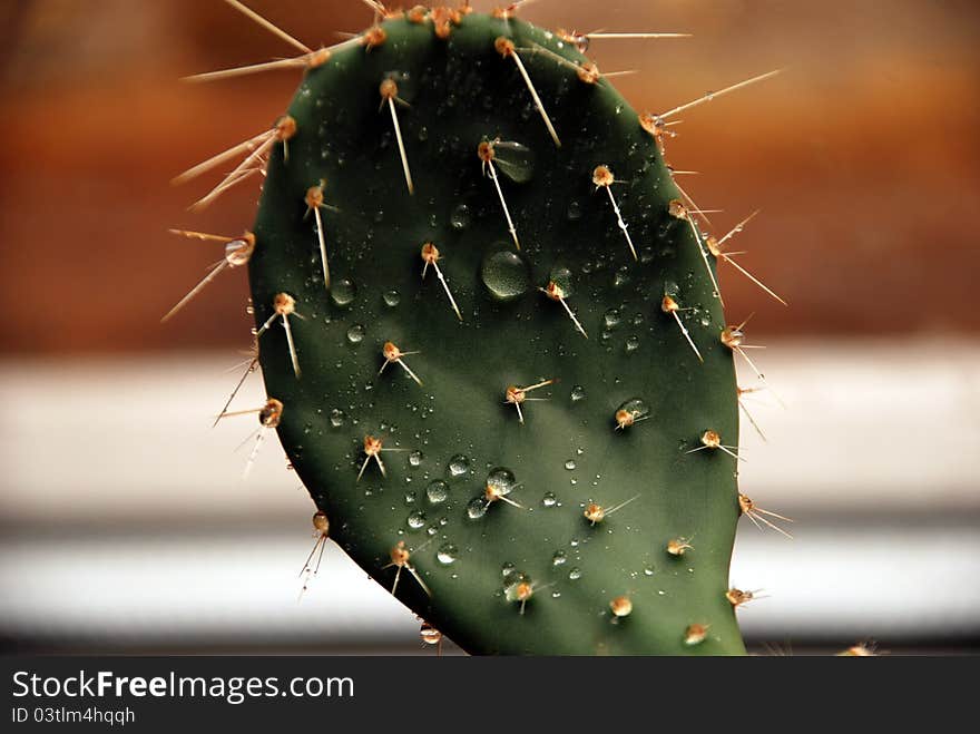 Flat, prickly cactus with water drops, dew. Flat, prickly cactus with water drops, dew