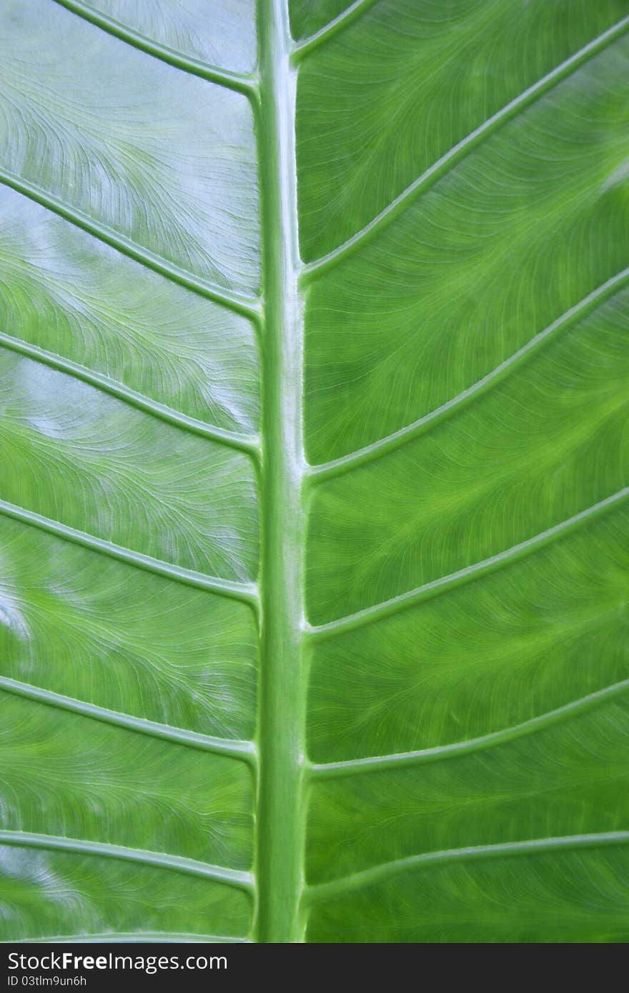 A close up of banana green leaf texture. A close up of banana green leaf texture