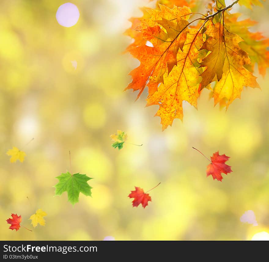 Leaves on the branches in the autumn forest.