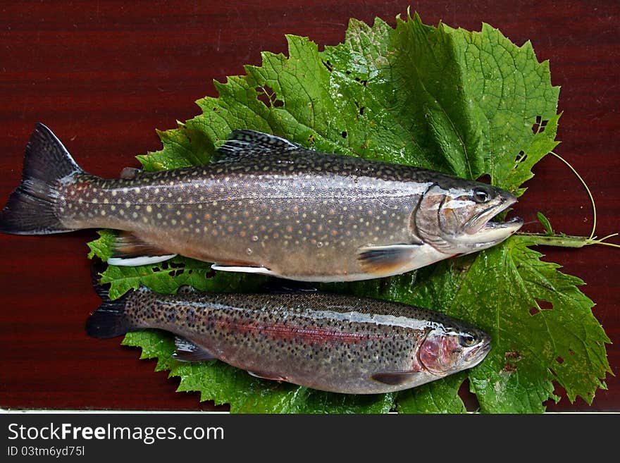 Two brown trouts on a table with leaf. Two brown trouts on a table with leaf.