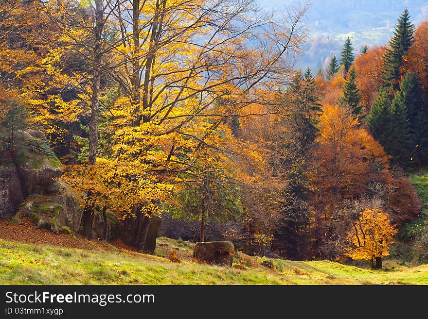 Colorful autumn leaves on a trees in forest