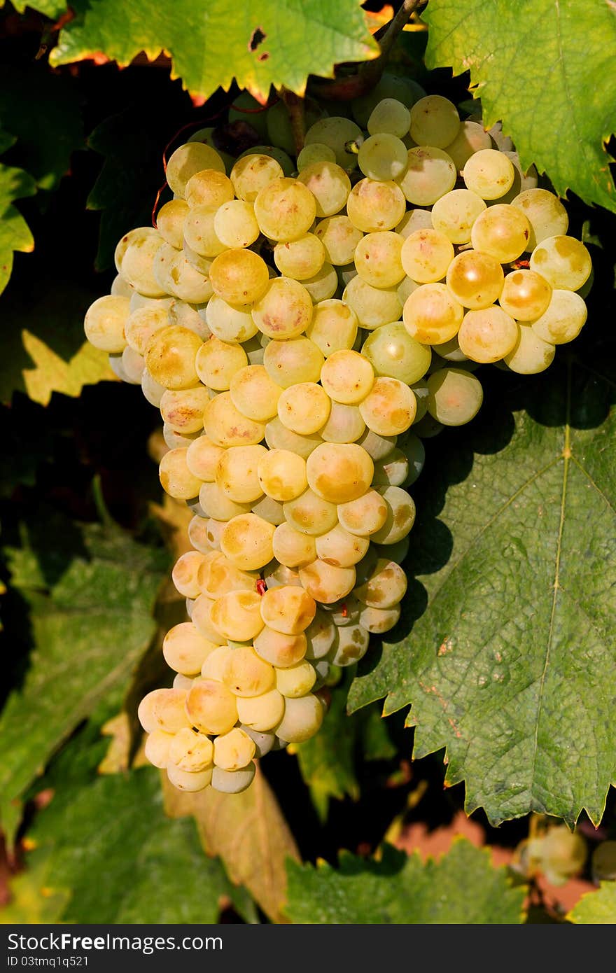 Tasty yellow grapes close-up