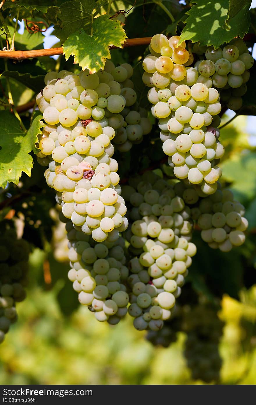 Tasty green Welschriesling grapes close-up