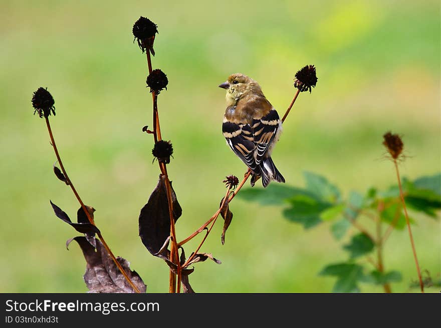 American Goldfinch in Changing Plumage