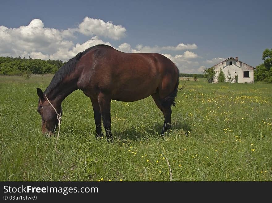 Horse on a Meadow