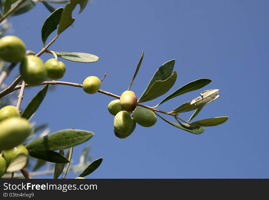 Olive branch in a sunny day. Olive branch in a sunny day