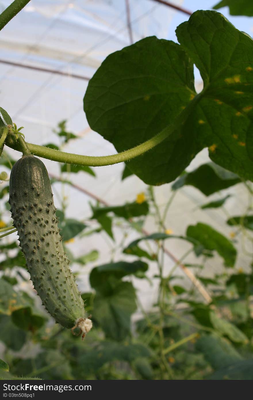 Fresh green eco cucumbers