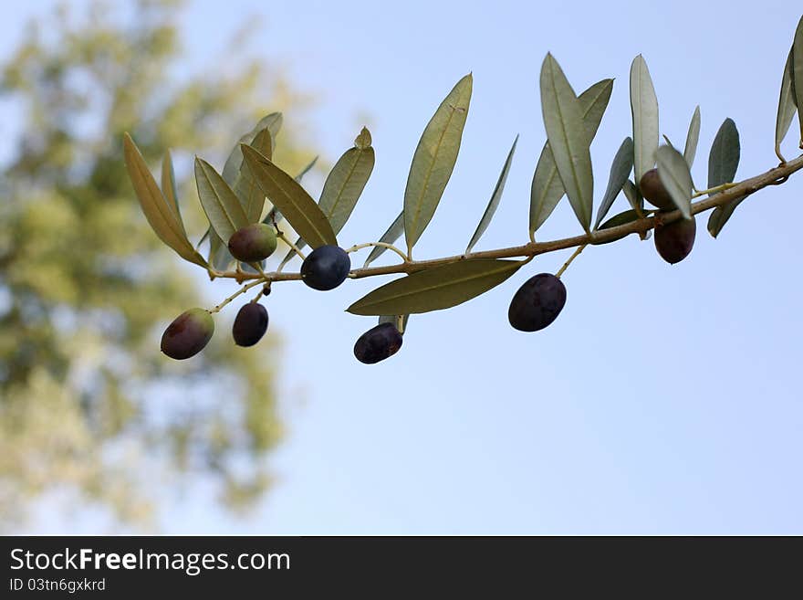 Olive branch in a sunny day. Olive branch in a sunny day