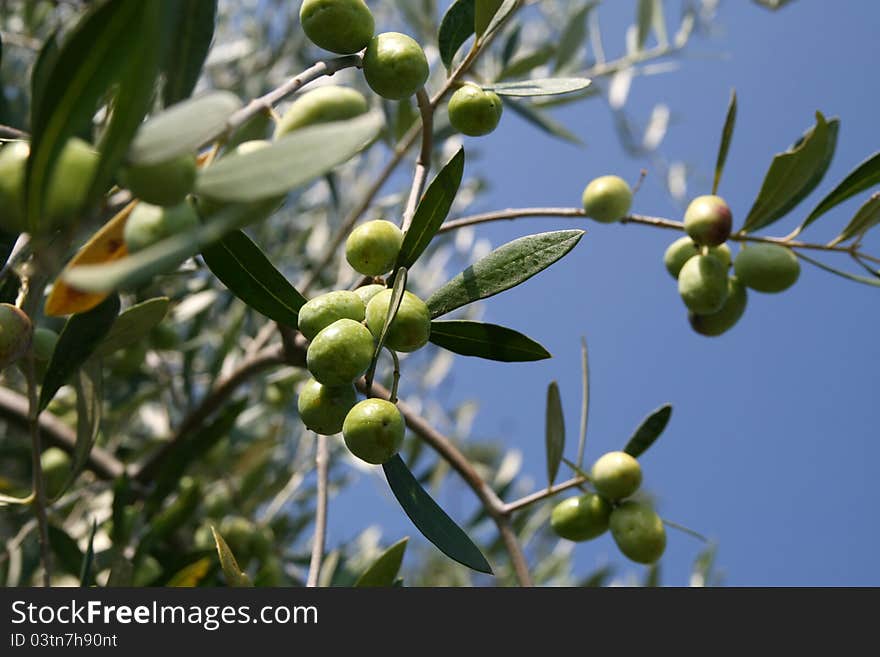 Olive branch in a sunny day. Olive branch in a sunny day