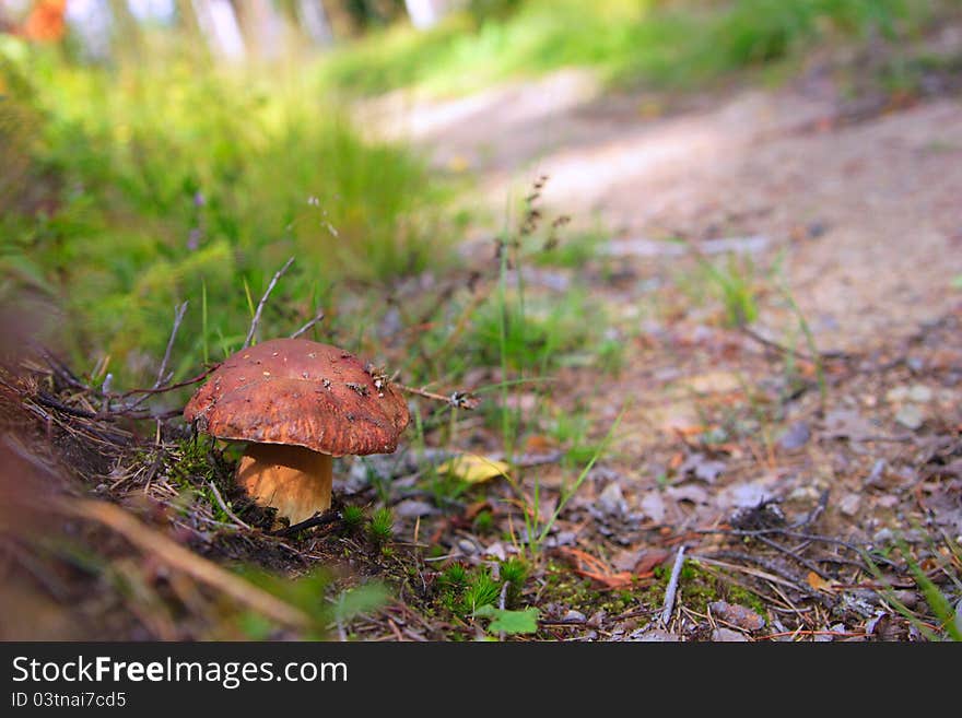 White mushroom in the woods